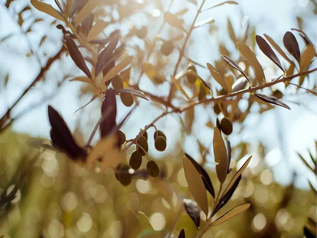 Locanda San Martino A Bocena Bed & Breakfast Cortona