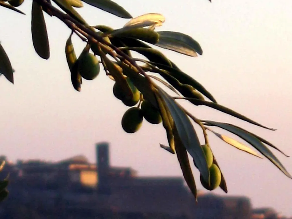 Locanda San Martino A Bocena Bed & Breakfast Cortona